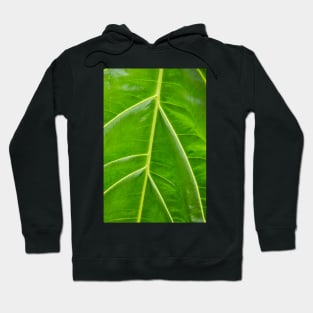 Tributaries Hoodie